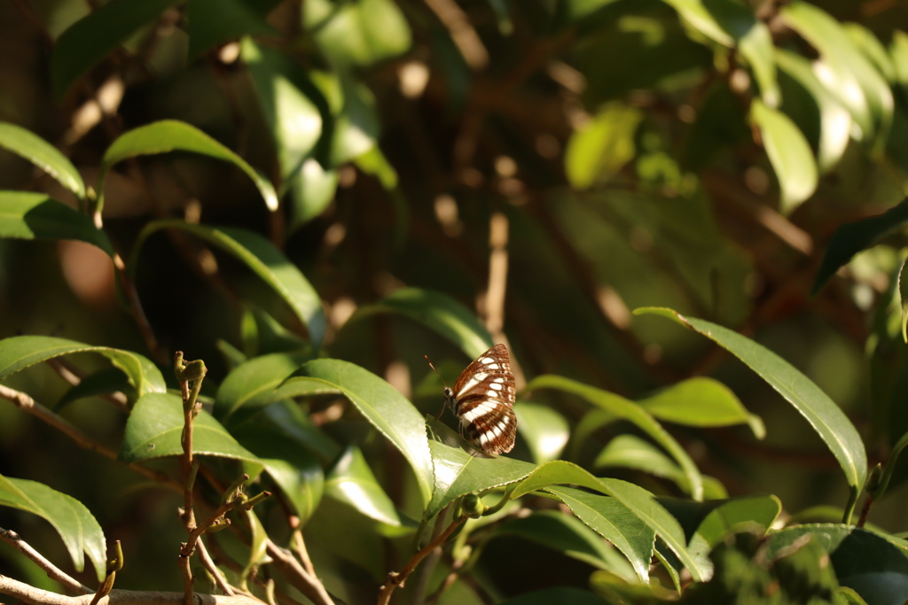 松江城の蝶