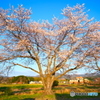 桜フィルター