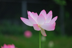 蓮