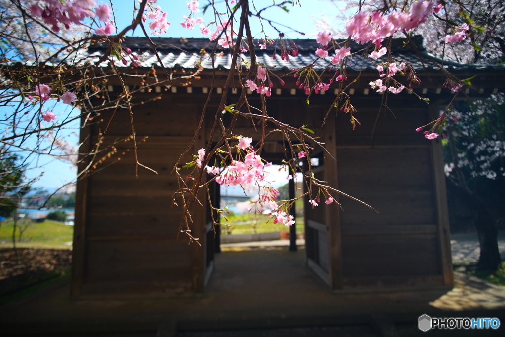 枝垂れ桜フィルター