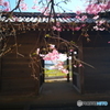 枝垂れ桜フィルター