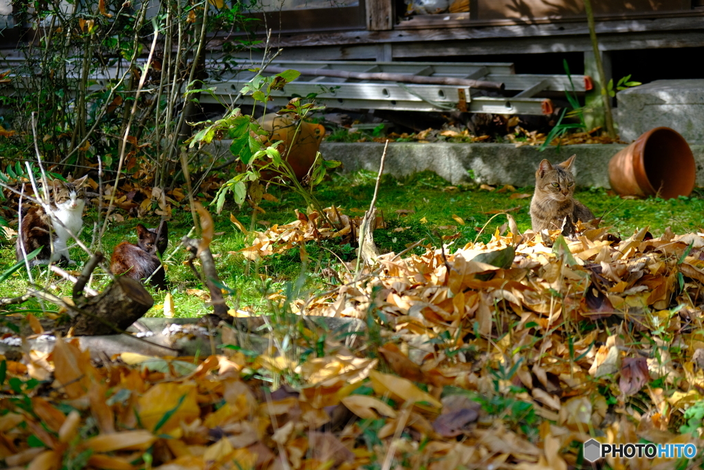 猫の楽園