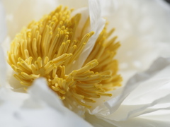庭の花１