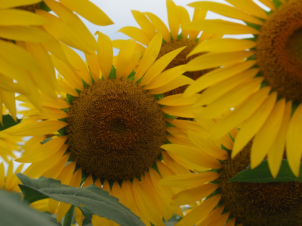 夏が来た（３）