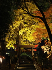 二宮神社紅葉ライトアップ4