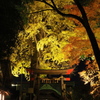 二宮神社紅葉ライトアップ4
