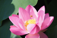 花粉に塗れ