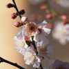 白梅005