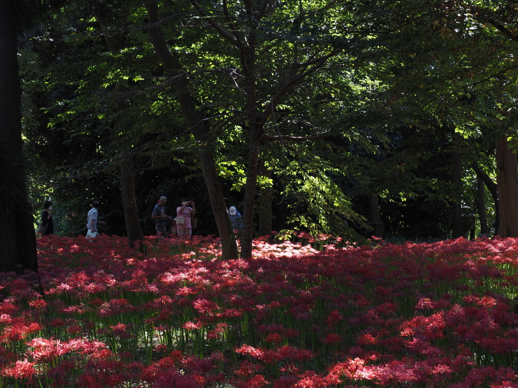 緑地公園でヒガンバナ1