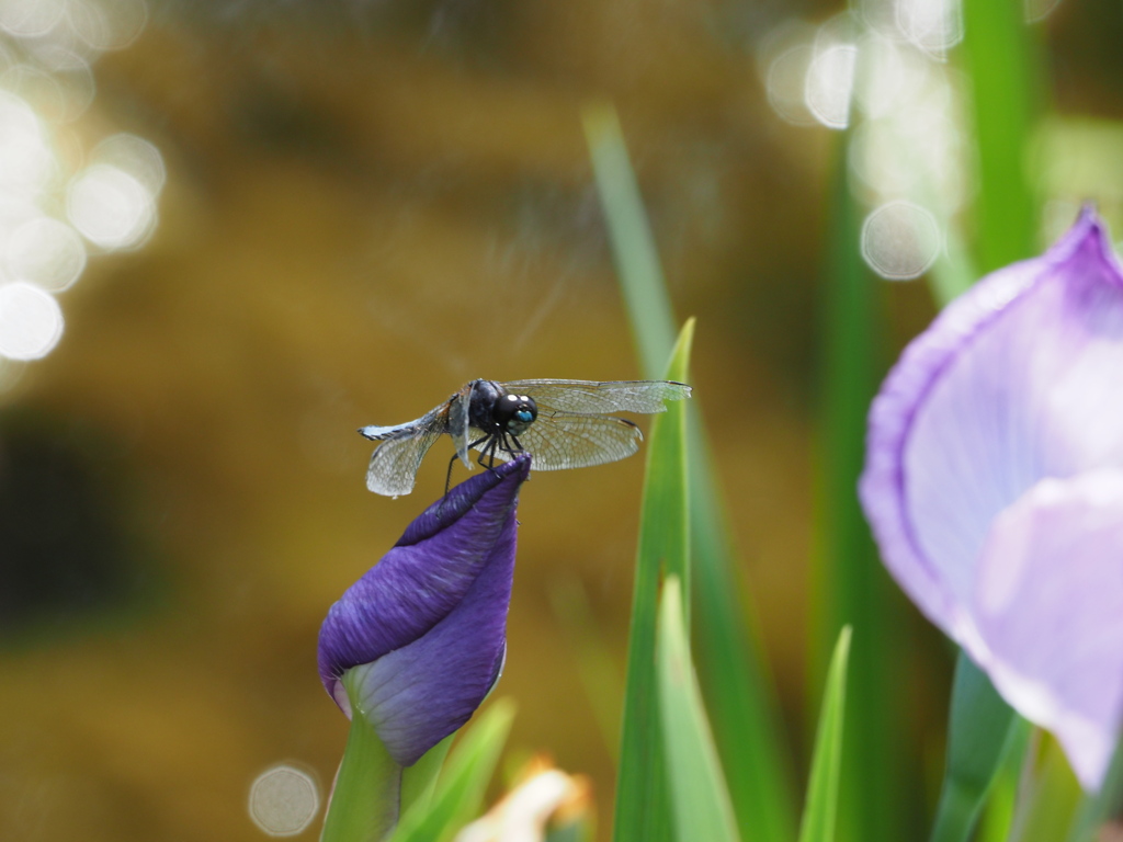 早くもトンボ02