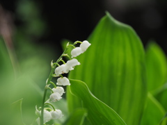 庭に咲いた花たち04