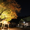 紅葉ライトアップ２