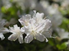 庭の花３