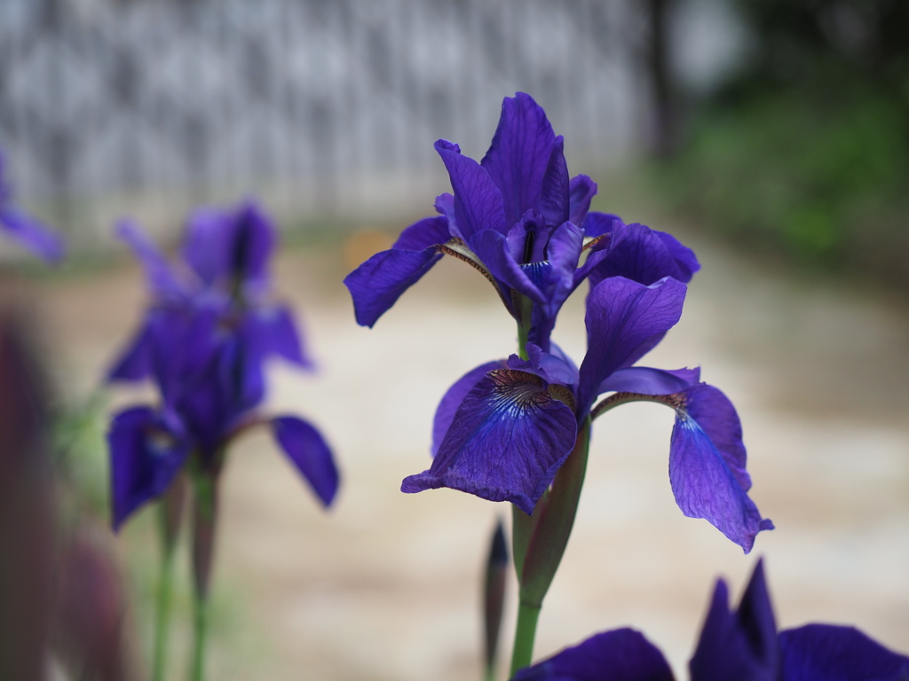 庭に咲いた花たち03