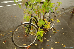 見捨てられた自転車