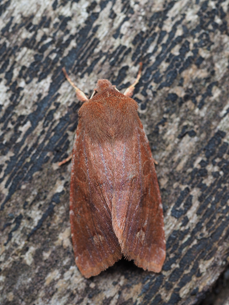 チャイロキリガ