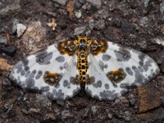 ヒメマダラエダシャク?
