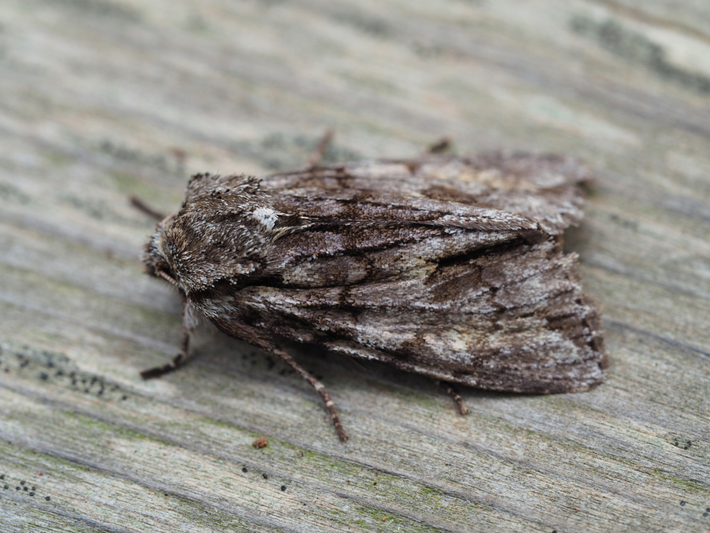 ケンモンキリガ