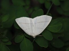 ウスアオエダシャク