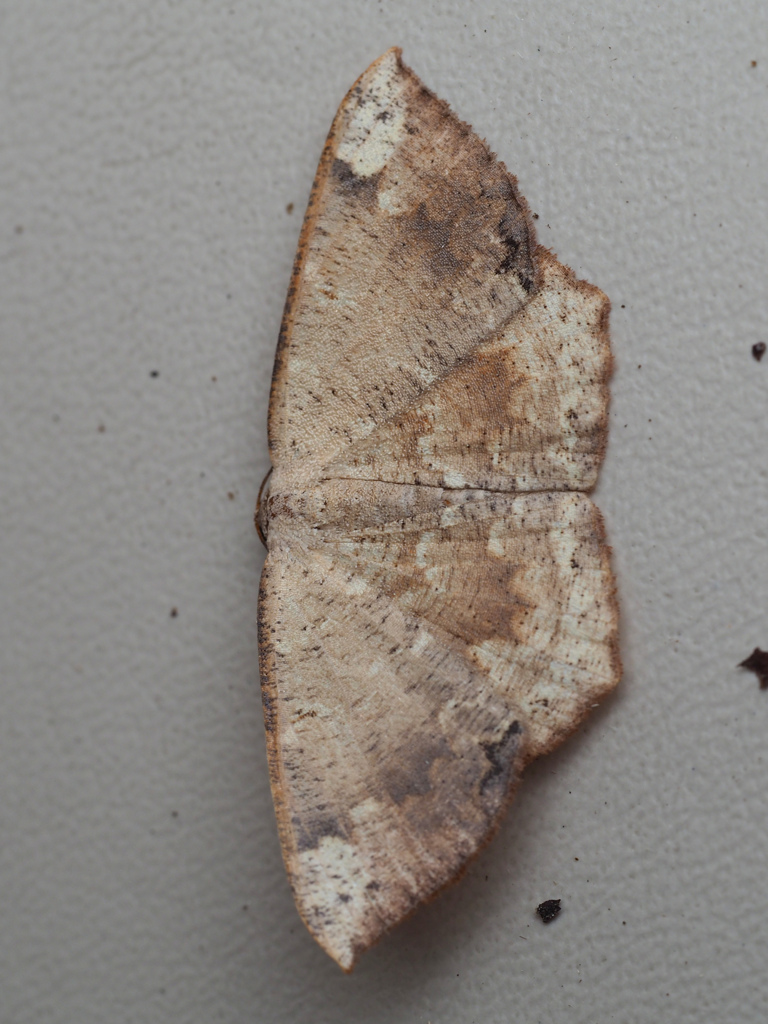 ヤマトエダシャク