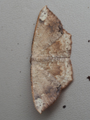 ヤマトエダシャク