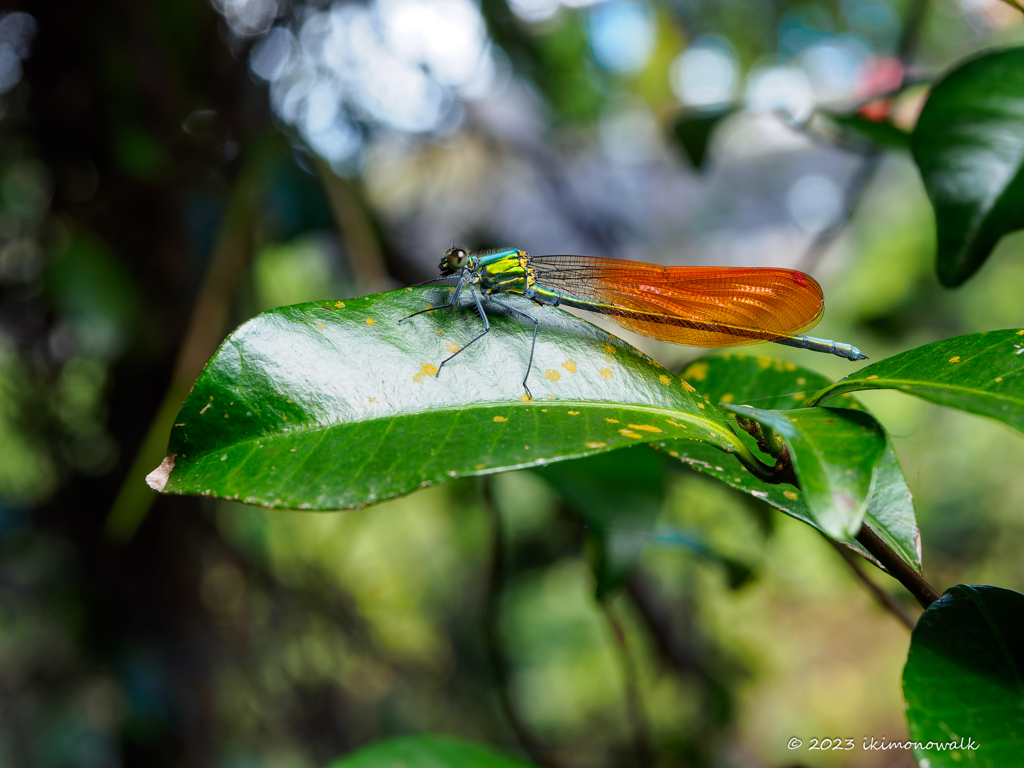 アサヒナカワトンボ ♂