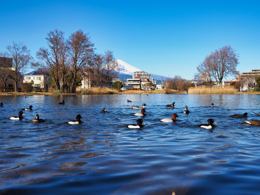池の水鳥たち