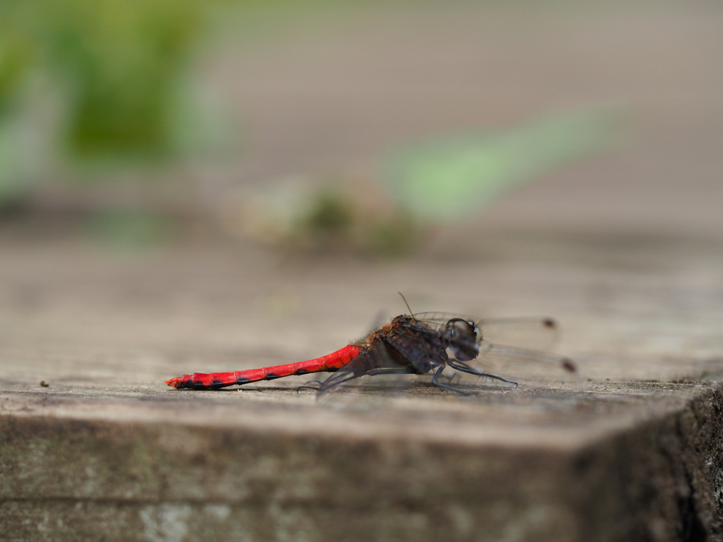 ヒメアカネ ♂