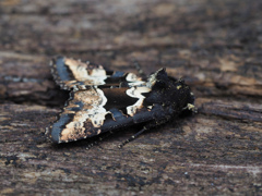 マエグロシラオビアカガネヨトウ