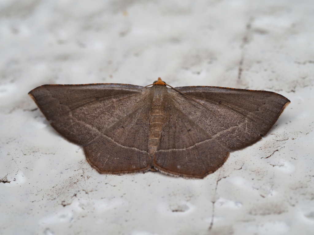 マエキオエダシャク