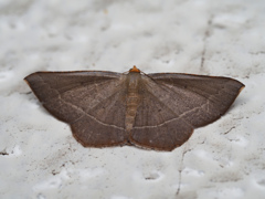 マエキオエダシャク