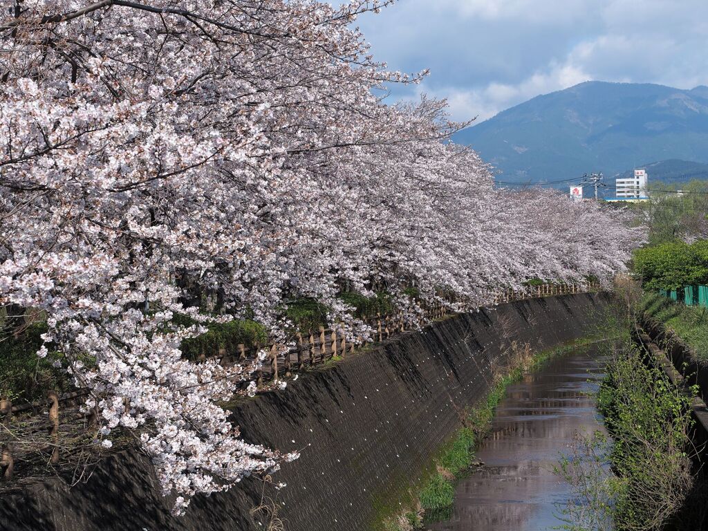 門池公園の桜