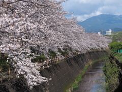 門池公園の桜