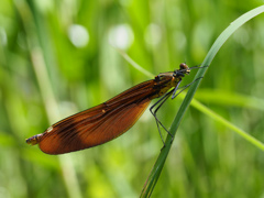 ミヤマカワトンボ ♀