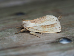 ウスキシャチホコ ♂