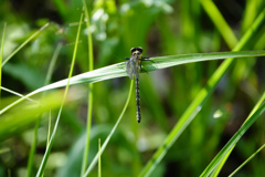 ダビドサナエ ♀未成熟