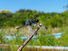 ベッコウトンボ ♂