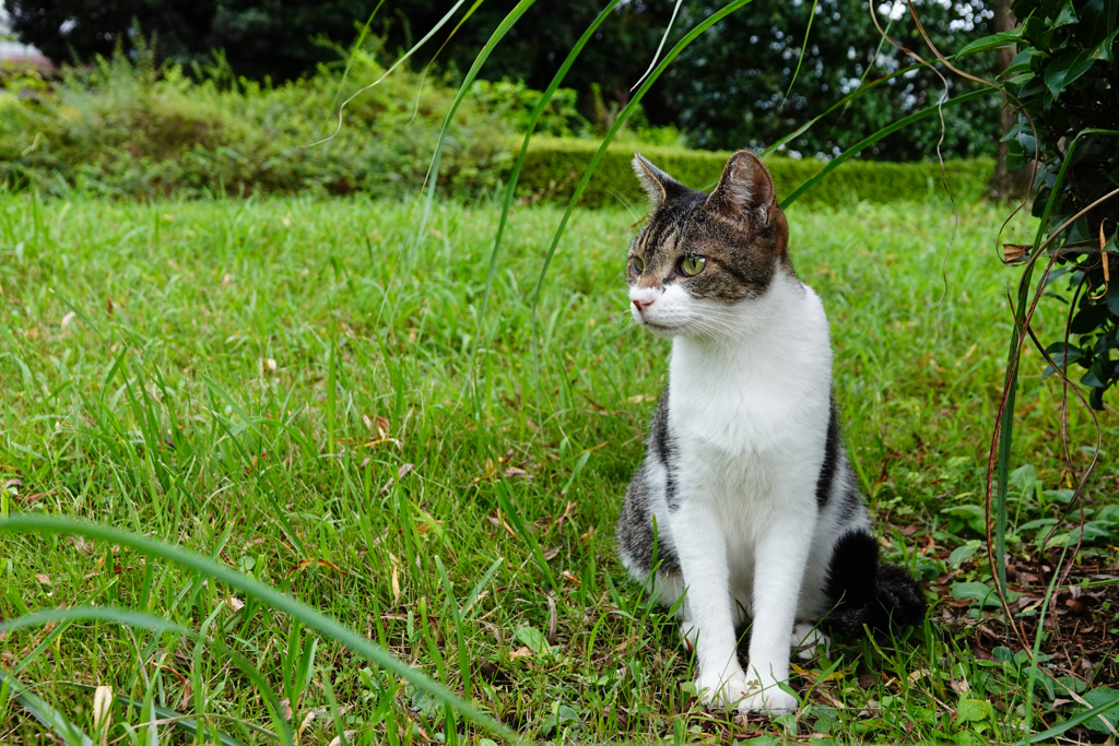 なんてったって 公園のアイドル