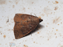 Amyna sp.