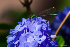 アサヒナカワトンボ ♀