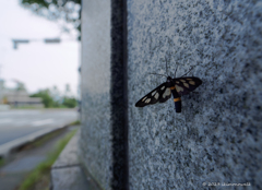 カノコガ