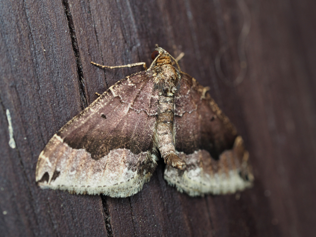 フタクロテンナミシャク