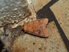 ミヤマフタオビキヨトウ