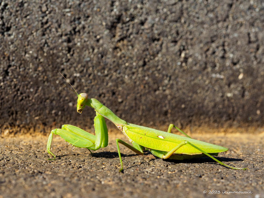 ハラビロカマキリ