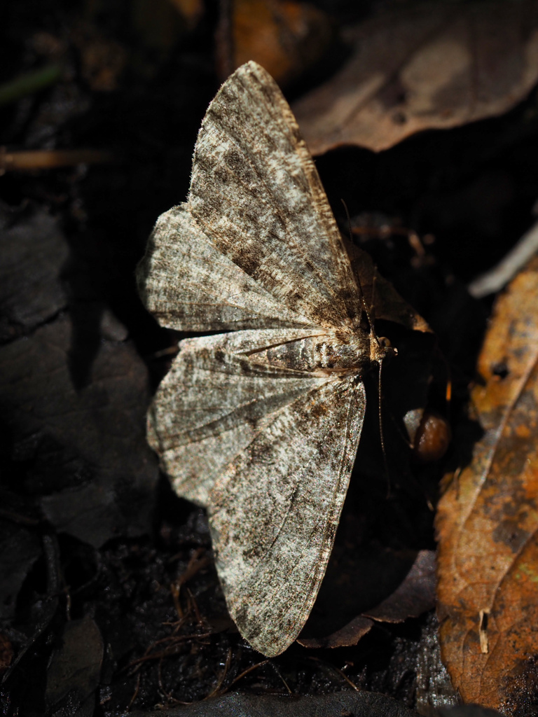 マツオオエダシャク