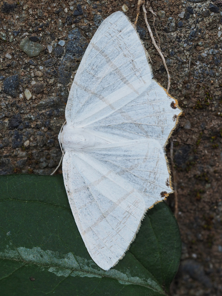 コガタツバメエダシャク