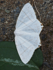 コガタツバメエダシャク