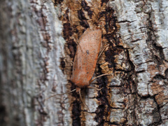 ホシオビキリガ 黒点型