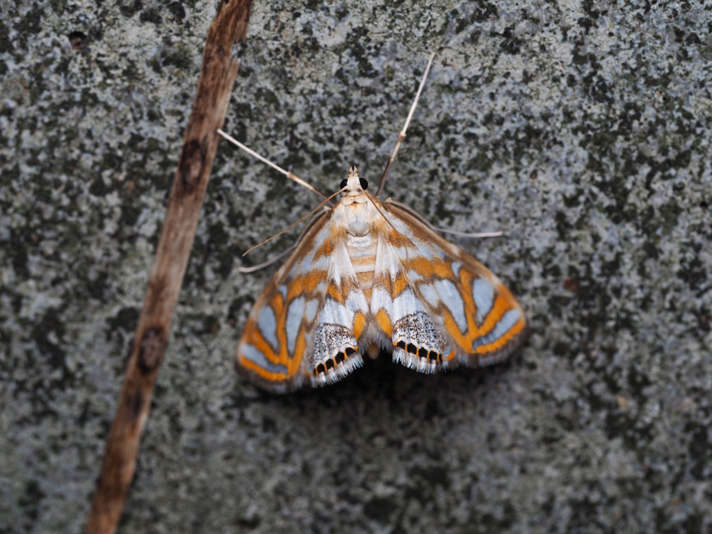 キオビミズメイガ