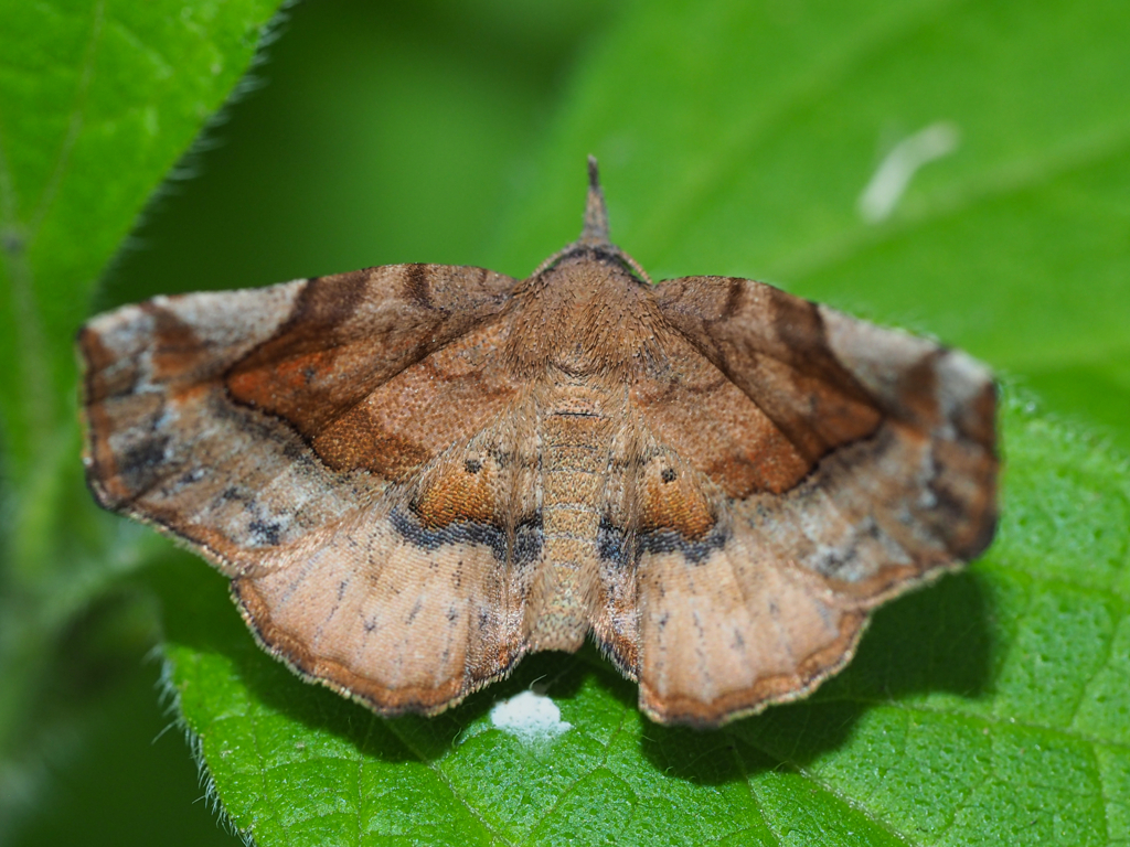 ムラサキツマキリアツバ